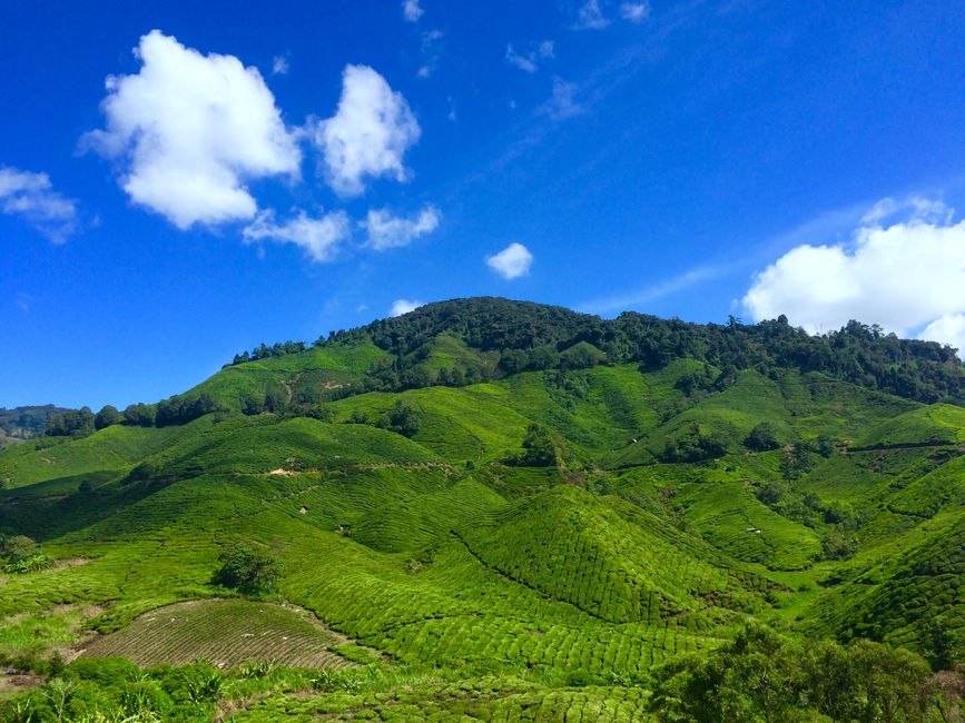 Vibrant green tea plantations spread across rolling hills in Cameron Highlands, Malaysia. (photo by Pok Rie on Pexels)